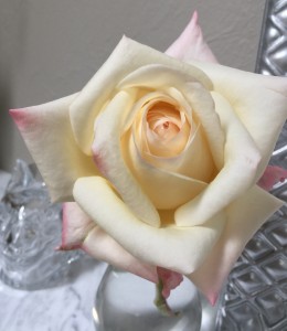 rose cut for Easter